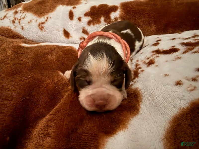 English Springer Spaniel dogs Pink girl liver Tri roan-Female - Ad 1