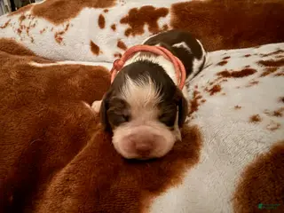 English Springer Spaniel dogs for sale: Pink girl liver Tri roan-Female - Ad 2