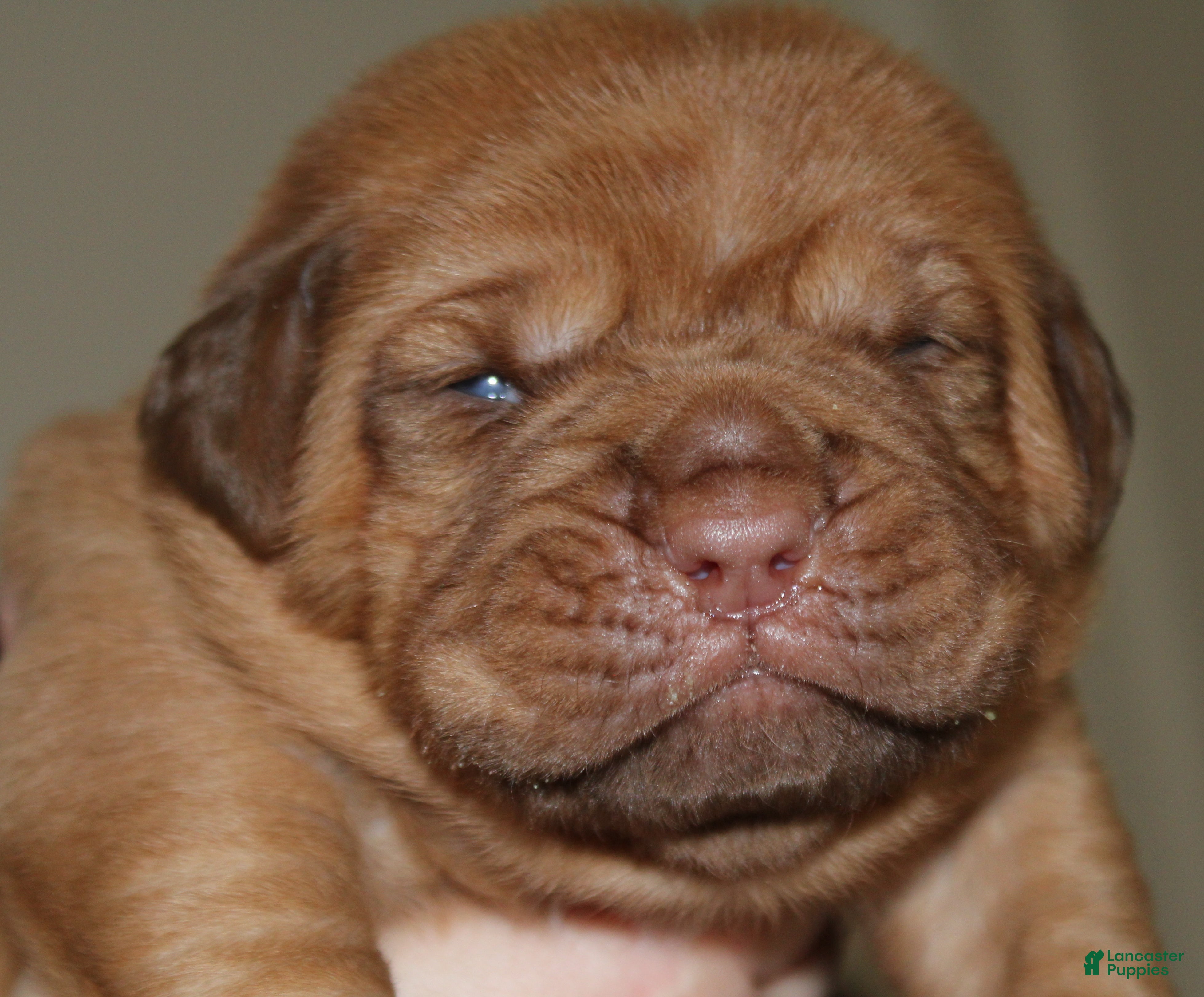 Dogue De Bordeaux dogs Dogue De Bordeaux Puppy 7 - Ad 4
