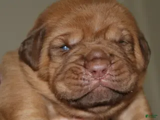Dogue De Bordeaux dogs Dogue De Bordeaux Puppy 7 - Ad 6