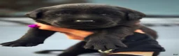 Labrador Retriever dogs for sale: Labrador Retriever 1 - Ad 4