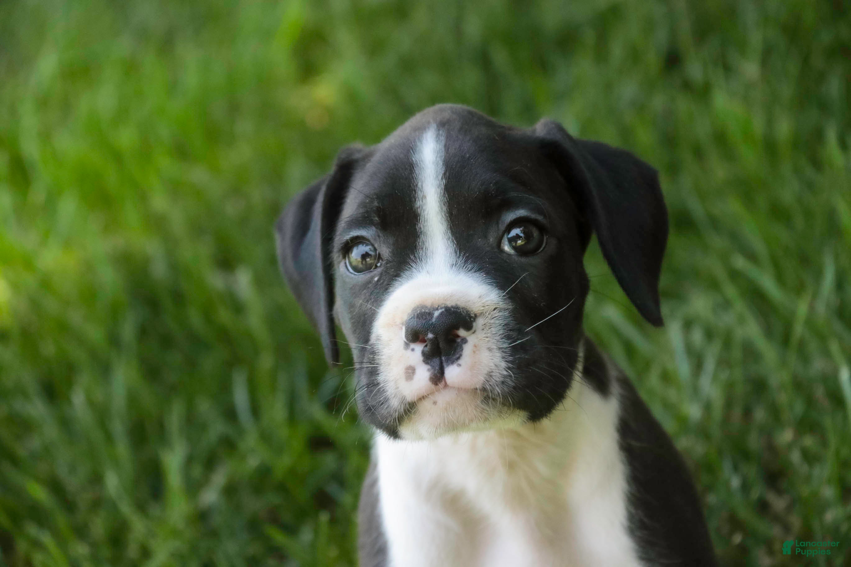 Boxer dogs Jones - Ad 2