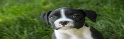 Boxer dogs for sale: Jones - Ad 2