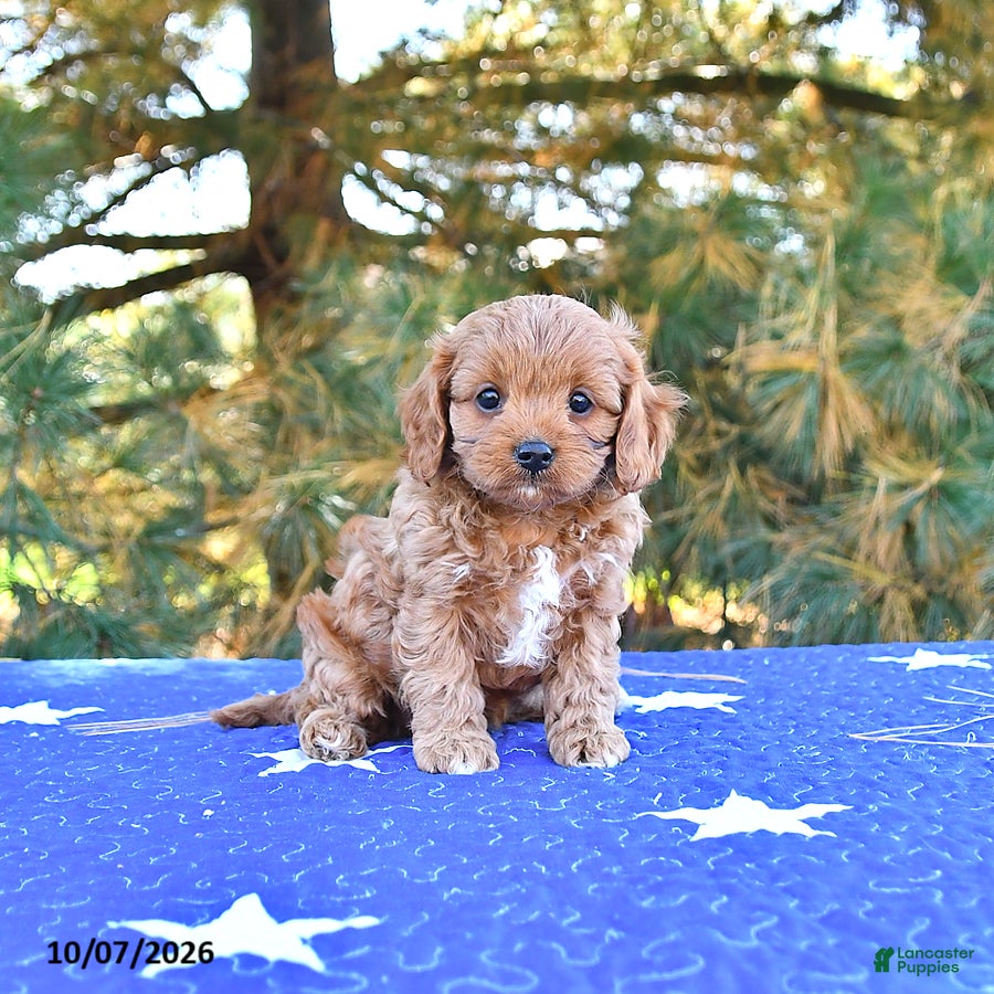 Cavapoo dogs Stella - Ad 1