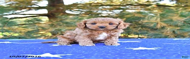Stella
