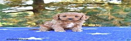 Cavapoo dogs for sale: Stella - Ad 1
