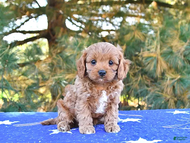 Cavapoo dogs for sale: Stella - Ad 1
