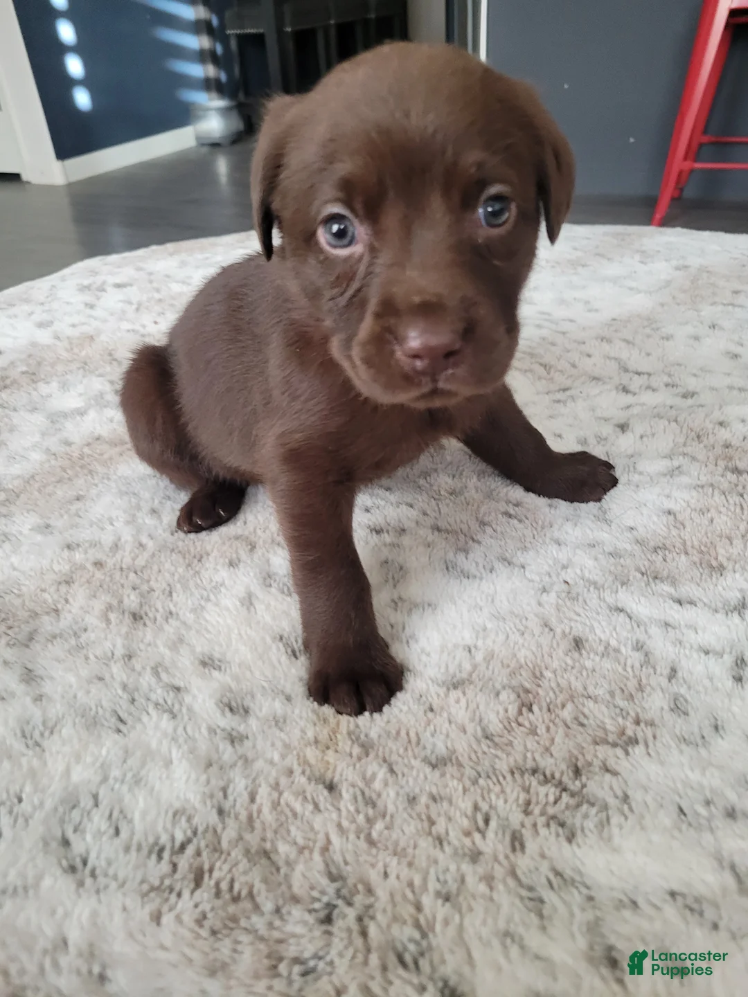 Labrador Retriever dogs for sale: Labrador Retriever Puppy 5 - Ad 2