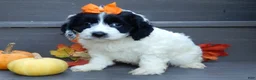 Cockapoo dogs for sale: Molly - Ad 5