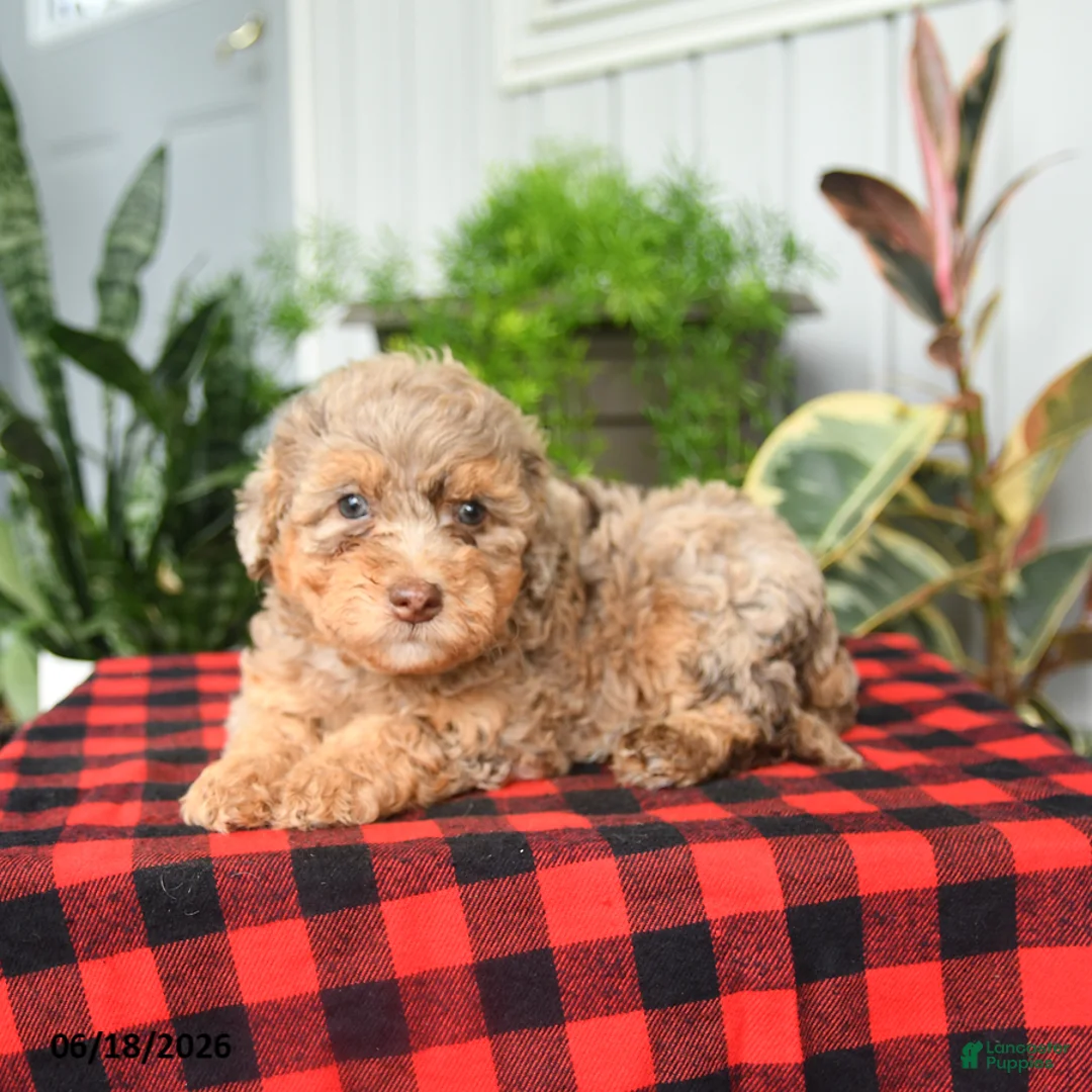 Mini Bernedoodle dogs for sale: Chana - Ad 2