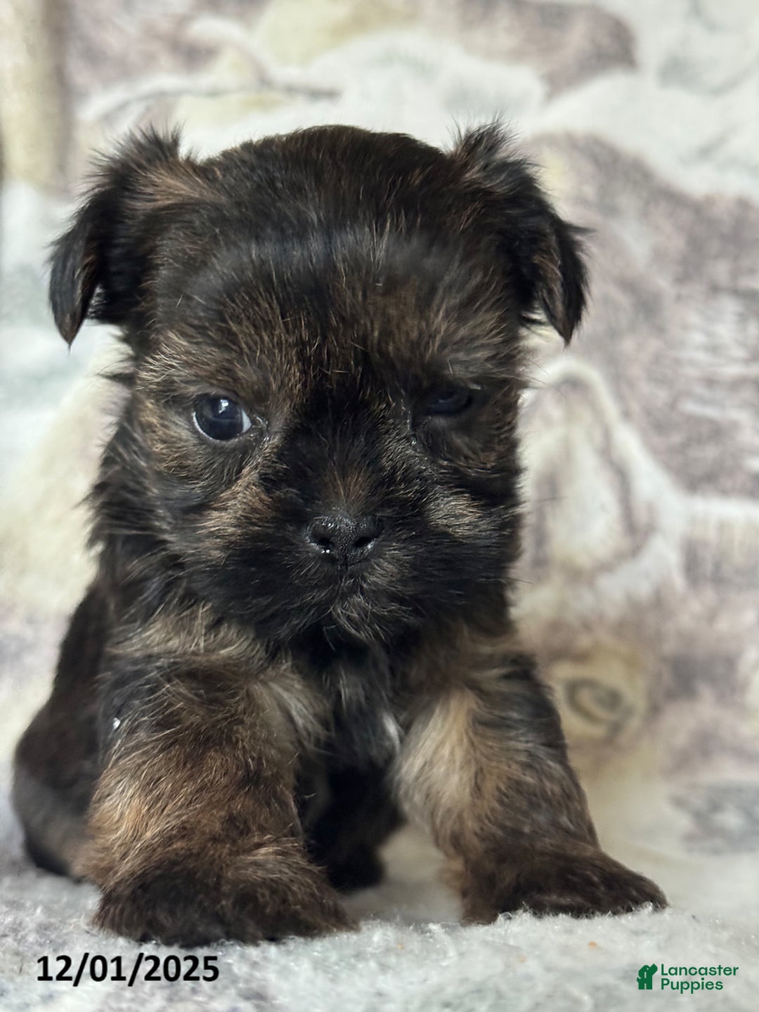 Shorkie dogs for sale: Little Fido - Ad 5