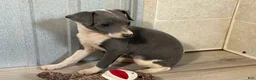 Italian Greyhound dogs for sale: Jessie - Ad 3