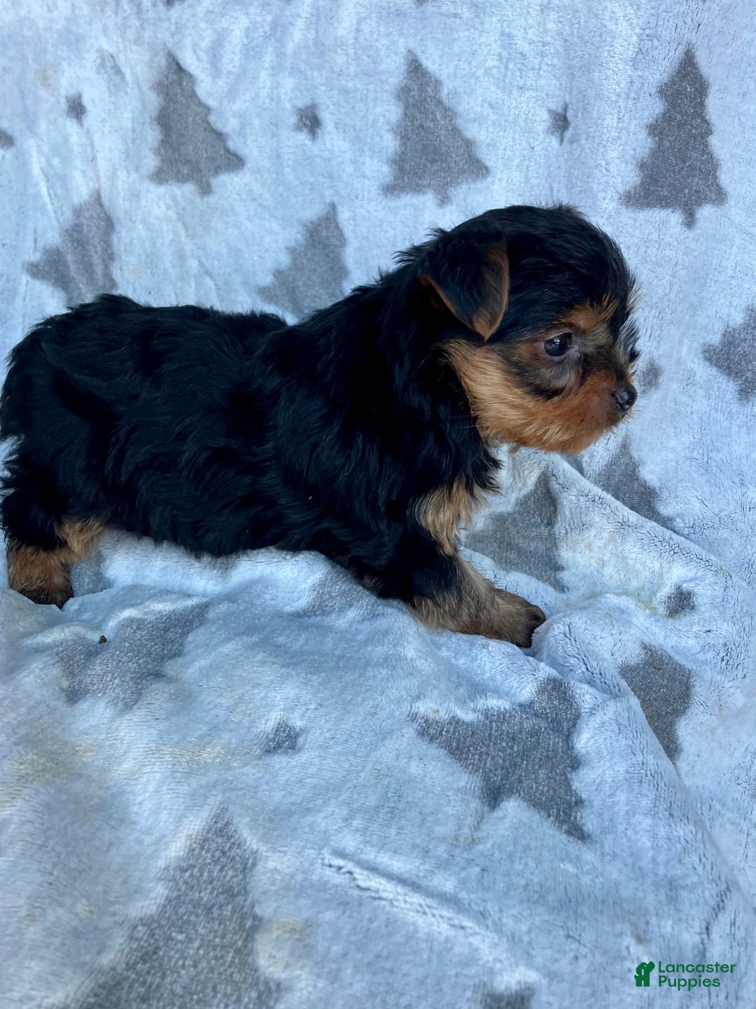 Yorkshire Terrier dogs for sale: Sparky - Ad 3