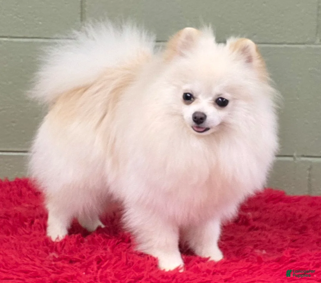 Pomeranian dogs for sale: Pomeranian Puppy 1 - Ad 2
