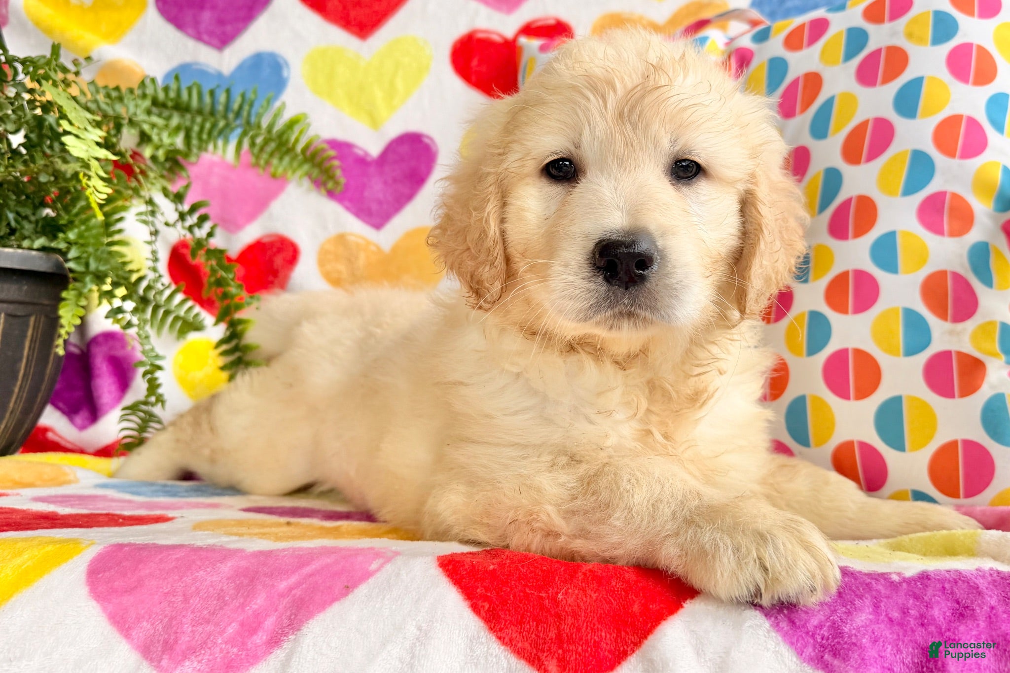 Golden Retriever dogs Roxy  - Ad 1