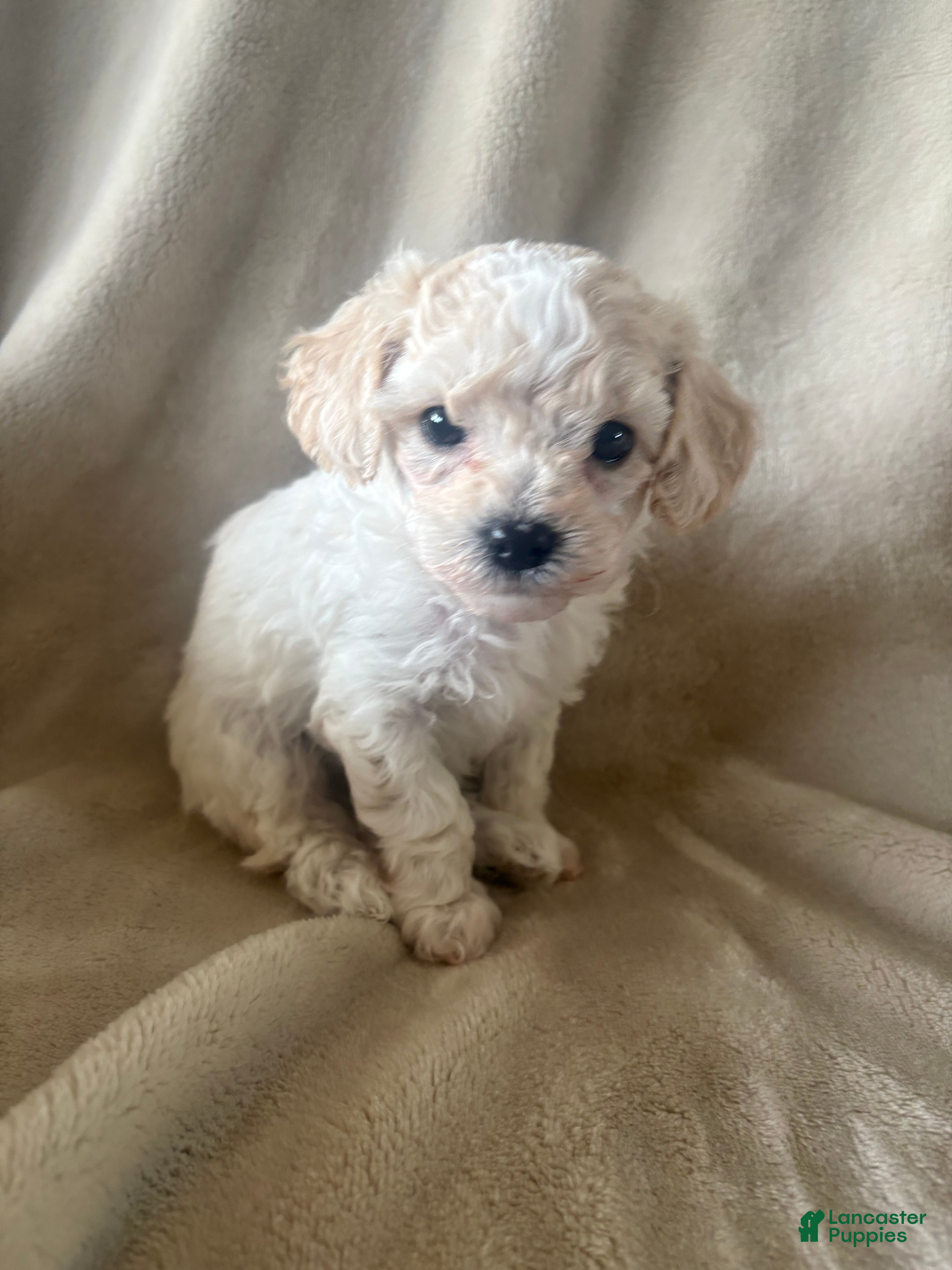 Maltipoo dogs Mochi - Ad 2