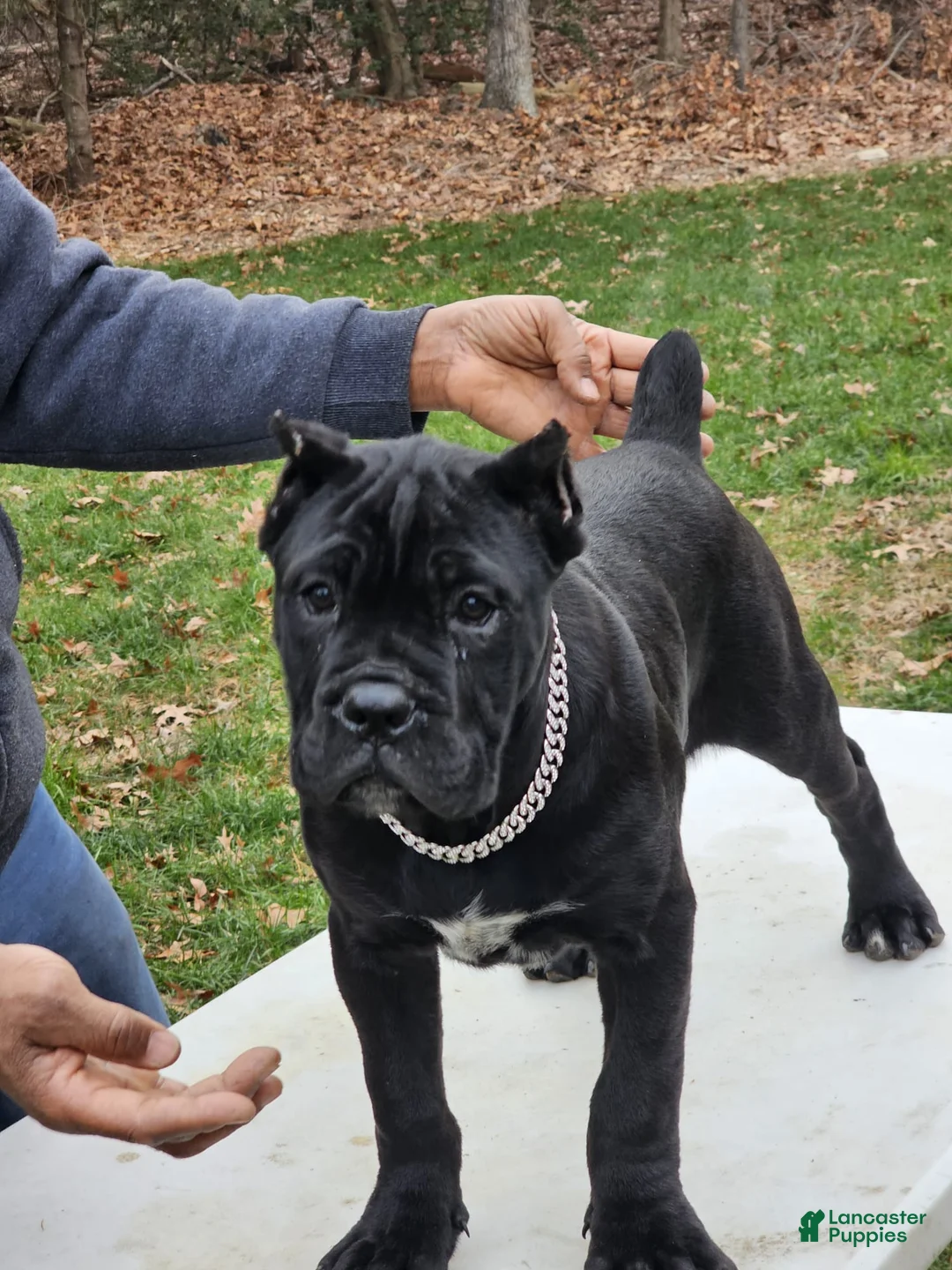 Cane Corso dogs for sale: QUEENIE - Ad 17
