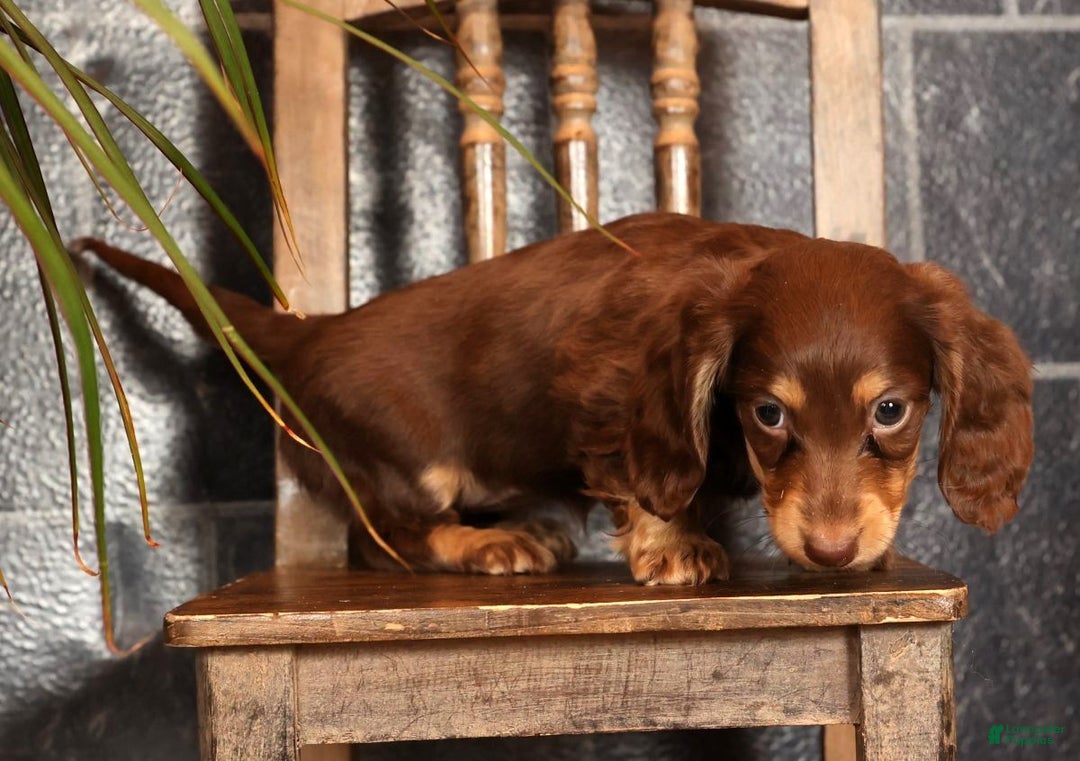 Miniature Dachshund dogs for sale: Abbi - Ad 9