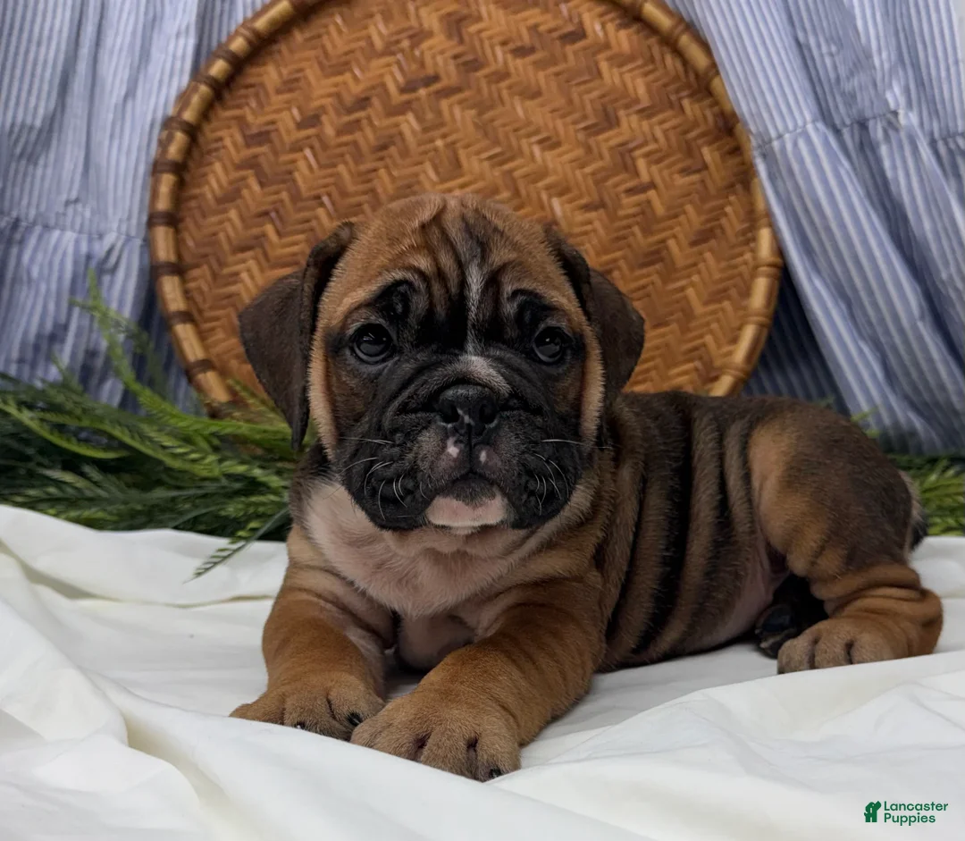 English Bulldog dogs for sale: Sophie - Ad 1