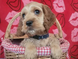 Cockapoo dogs Blue Boy - Ad 18