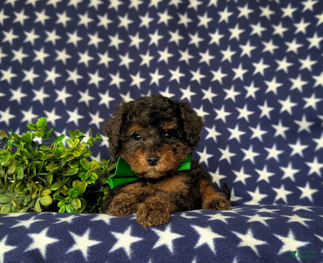 Miniature Poodle dogs for sale: Wilson - Ad 5