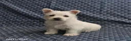West Highland Terrier dogs for sale: Daisy - Ad 1