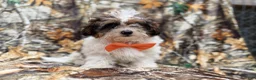 Shihpoo dogs for sale: Dagger - Ad 1