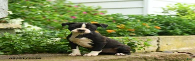 Cora 