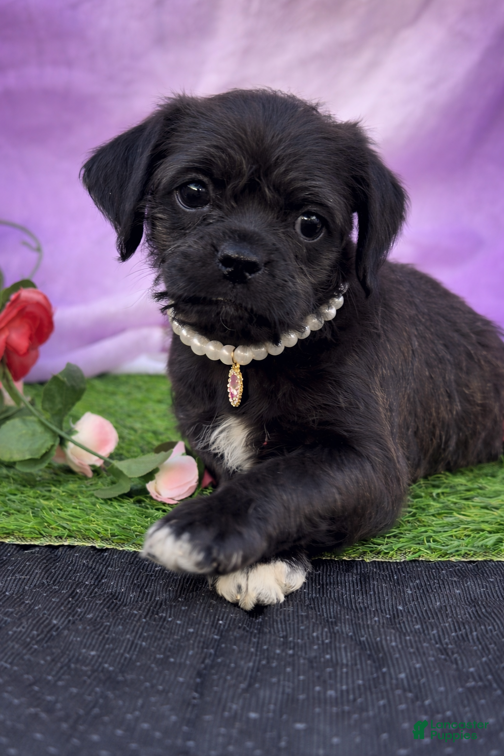 Pug dogs Pug poodle NO SHIPPING  - Ad 1