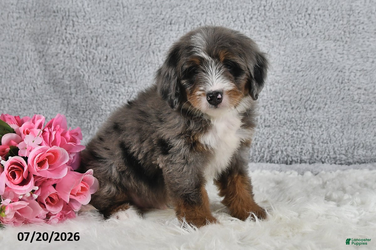 Mini Bernedoodle dogs Captain - Ad 2