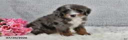 Mini Bernedoodle dogs for sale: Captain - Ad 2