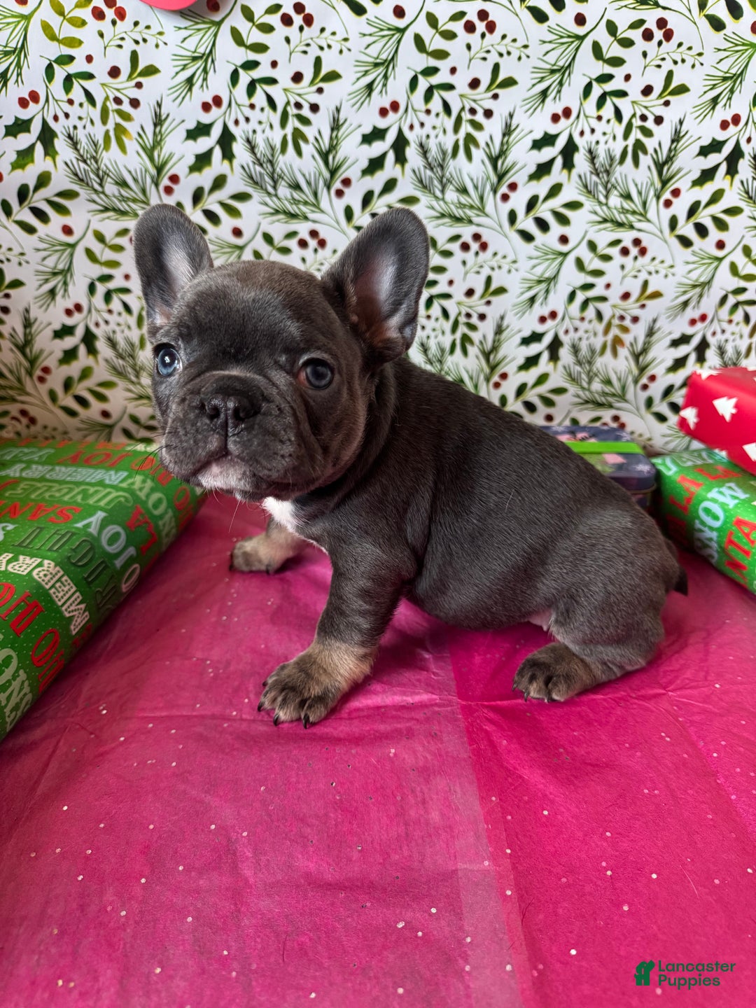French Bulldog dogs for sale: ROSIE - Ad 2