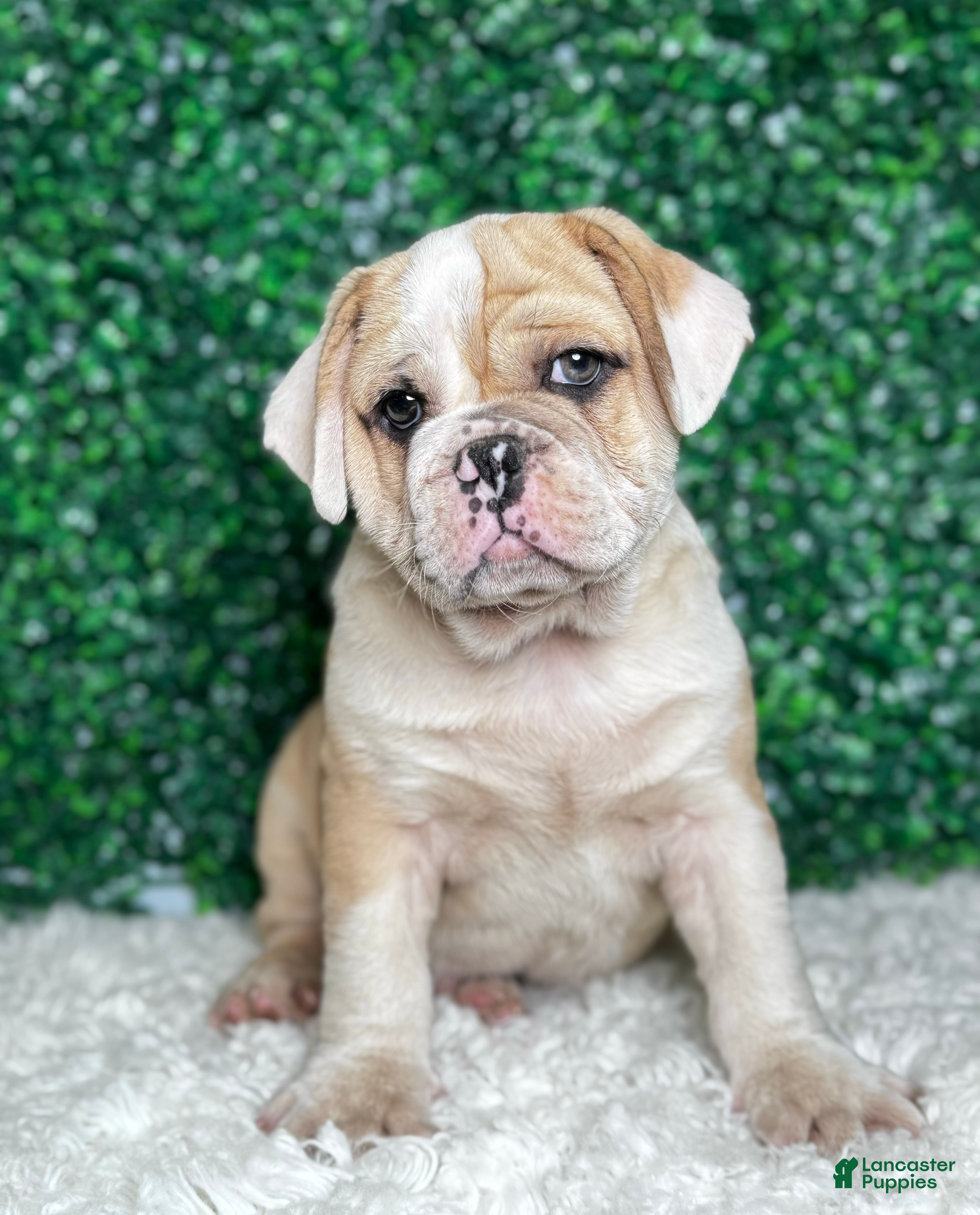 Mixed Breed dogs Bo - Ad 13