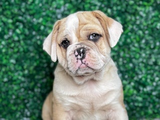 Mixed Breed dogs Bo - Ad 5