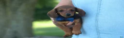 Miniature Dachshund dogs for sale: Hunter 💙🐾 - Ad 6