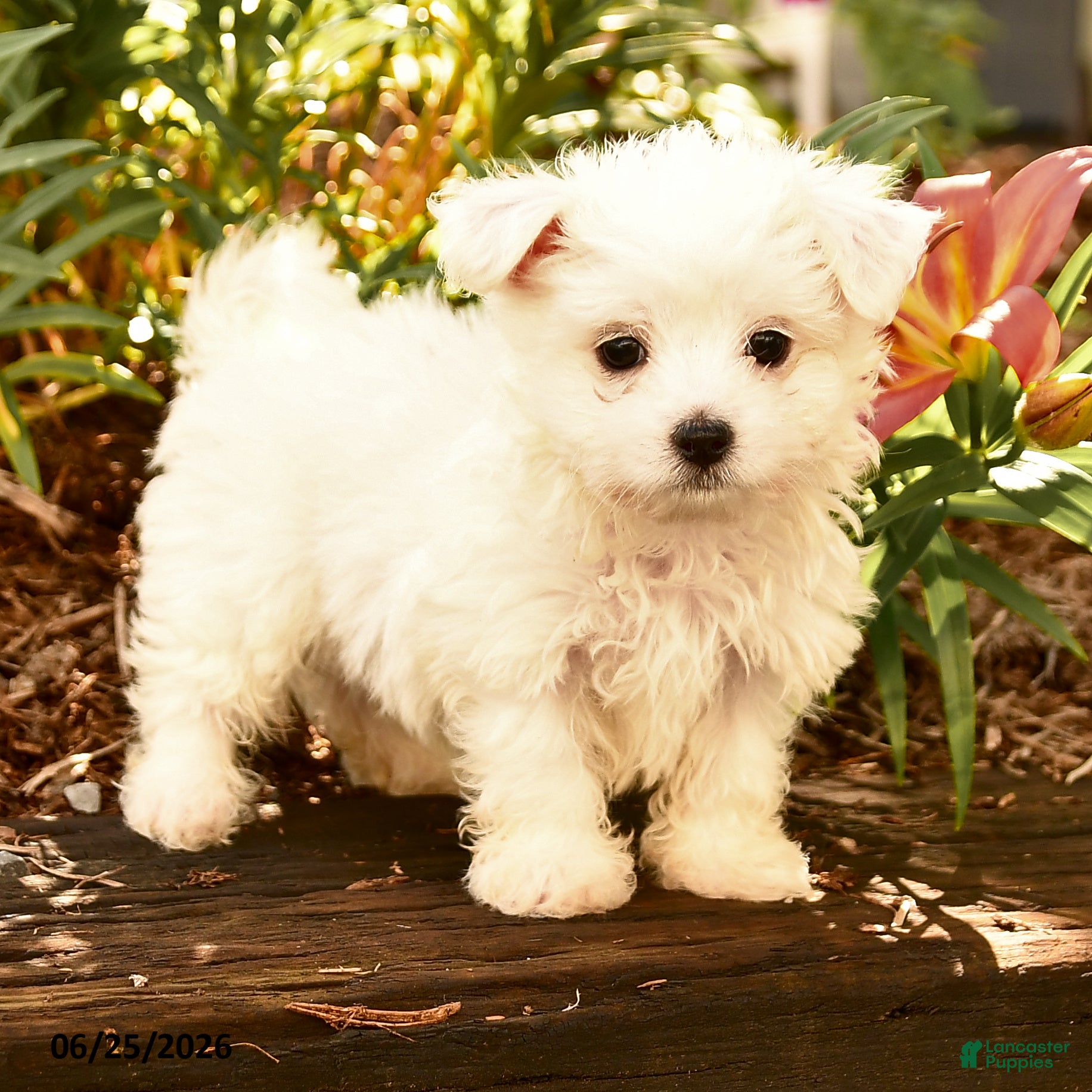 Maltese dogs Ryan - Ad 2