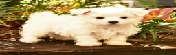 Maltese dogs for sale: Ryan - Ad 2
