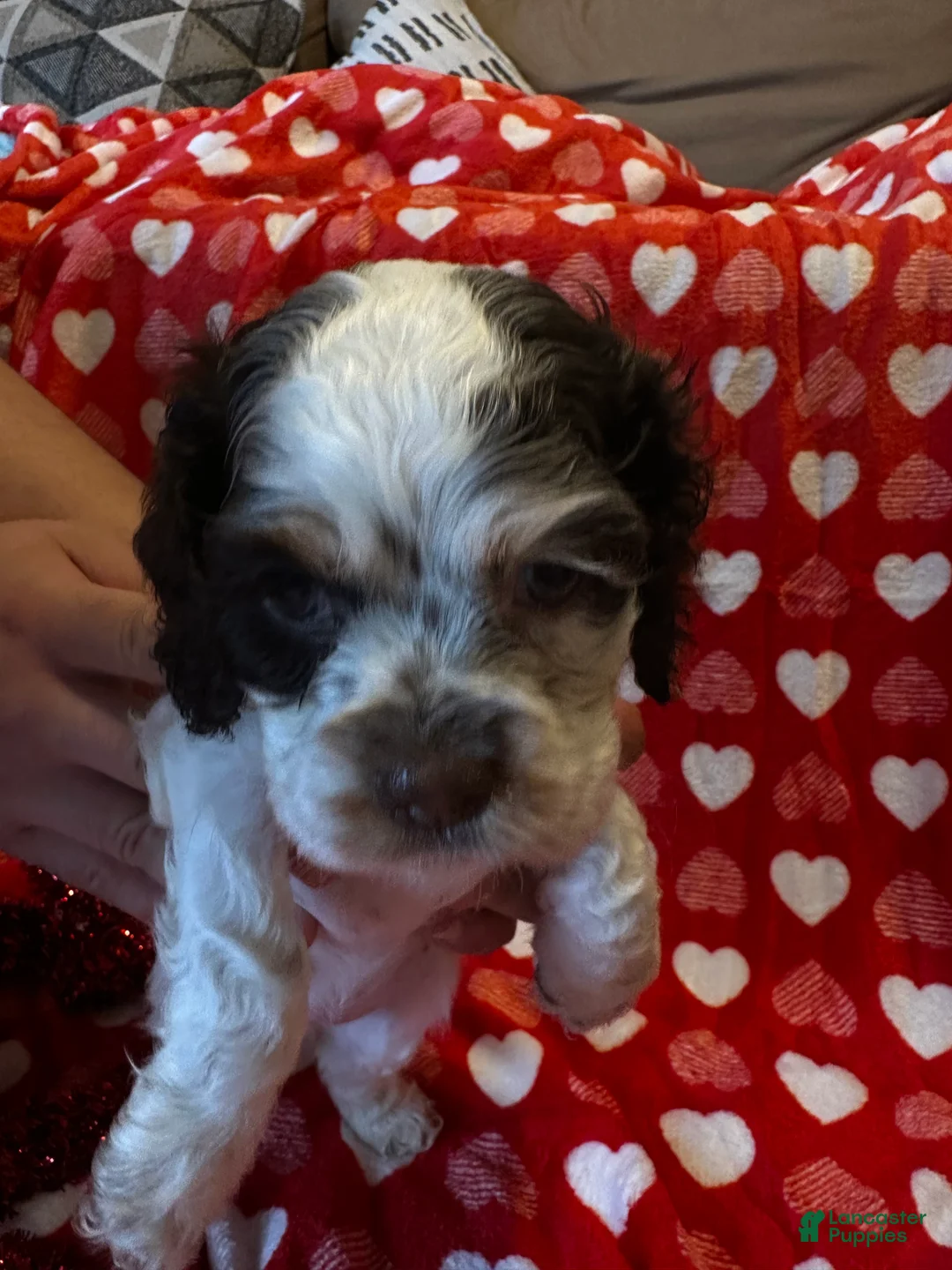 Cocker Spaniel dogs for sale: Baby Girl  - Ad 2