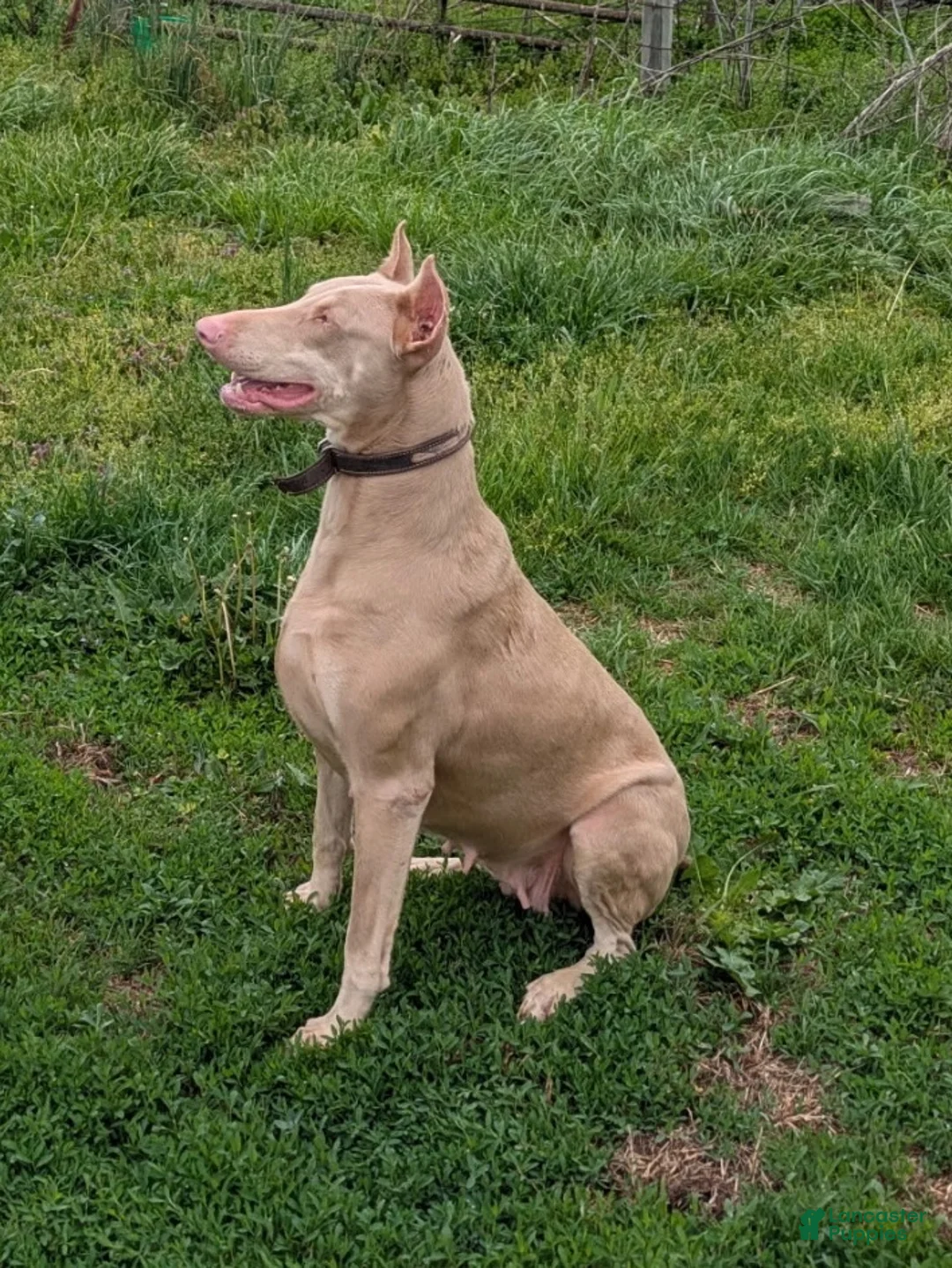 Doberman Pinscher dogs for sale: Wolverine - Ad 5