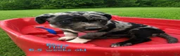 Catahoula Leopard Dog dogs for sale: Bluey, Male - Ad 3