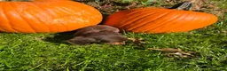 Miniature Dachshund dogs for sale: Dusty - Ad 3