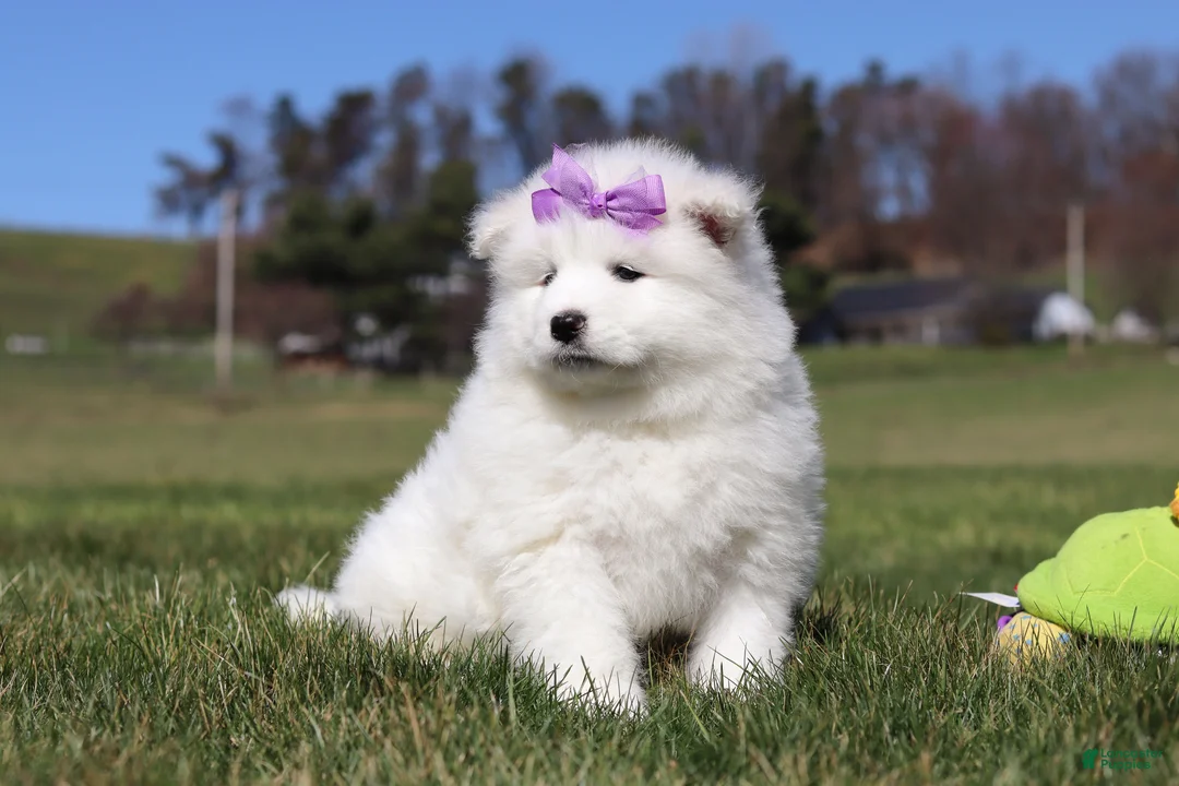 Samoyed dogs for sale: Aurora - Ad 2