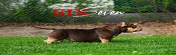 American Bully dogs for sale: Krillin - Ad 18