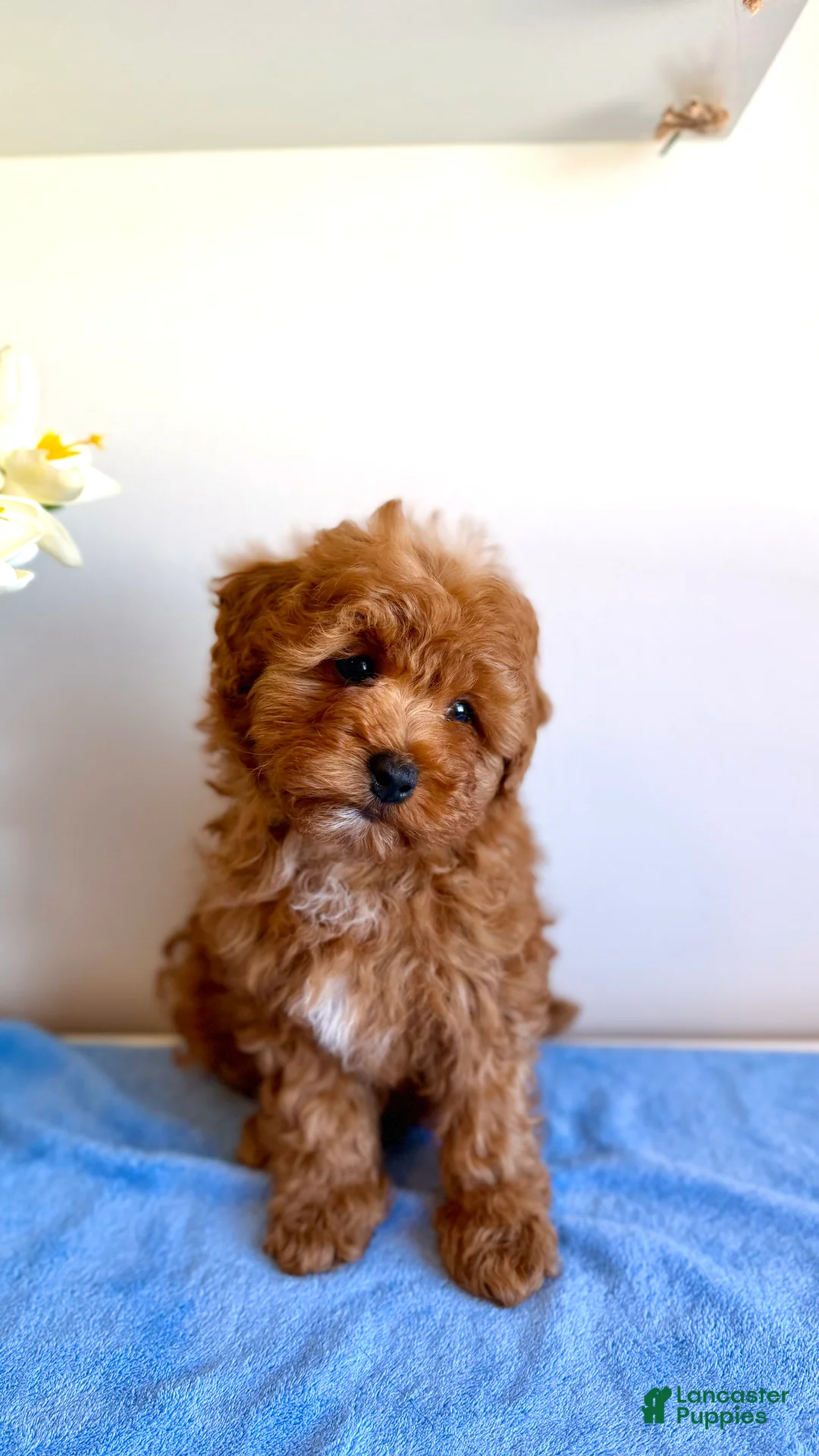 Cavapoo dogs for sale: 🐻 Theodore- Tiny, Gentle & Pure Sweetness 🐾 - Ad 1