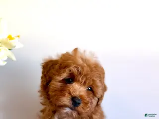 Cavapoo dogs for sale: 🐻 Theodore- Tiny, Gentle & Pure Sweetness 🐾 - Ad 1