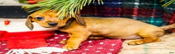 Miniature Dachshund dogs for sale: Tootsie - Ad 9