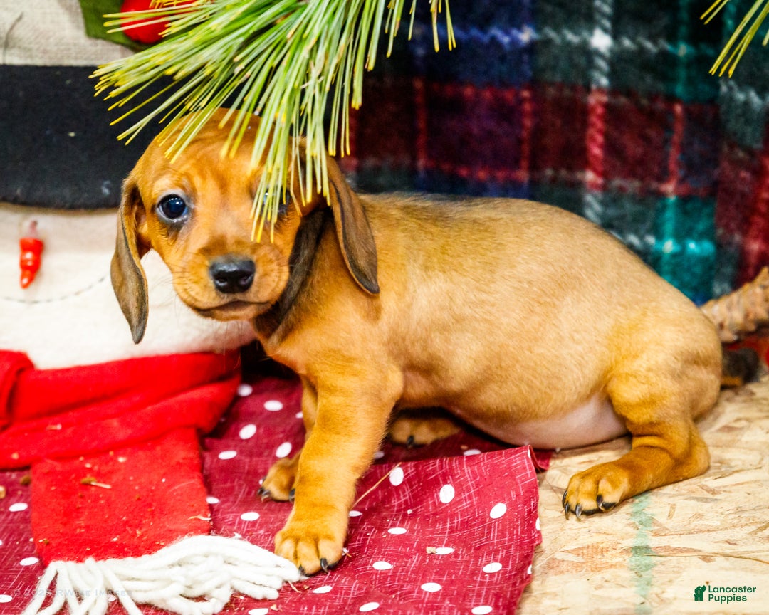 Miniature Dachshund dogs for sale: Tootsie - Ad 9