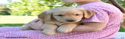 Golden Retriever dogs for sale: Annie - Ad 3