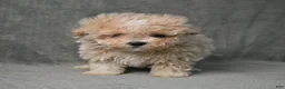 Maltipoo dogs for sale: Maltipoo 1 - Ad 3