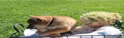 Shiba Inu dogs for sale: Taffy - Ad 4